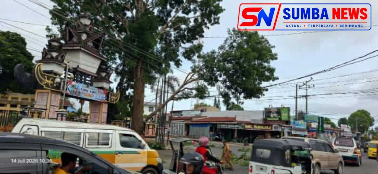 Pemerintah kabupaten Dairi Melakukan Penebangan Pohon Di Sidikalang Diduga  Langgar Standar Operasional Prosedur