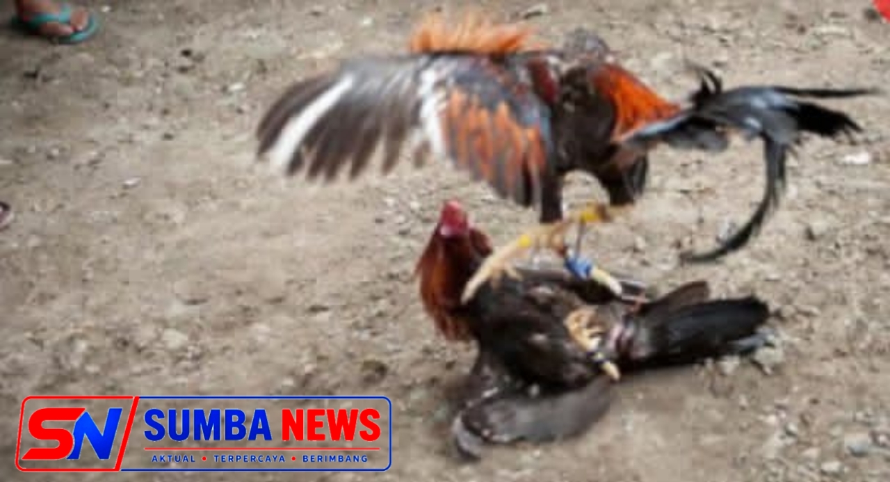 Diduga Dibekingi Oknum Aparat, Aktivitas Sabung Ayam di Bengkol Mapanget Berlangsung Rutin, Warga Desak Penindakan