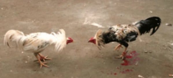 Diduga Aktivitas Sabung Ayam Kembali Beroperasi di Bengkol, Warga Soroti Dugaan Beking Oknum TNI AL